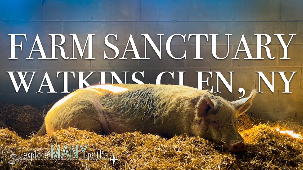 Staying at the Farm Sanctuary, Watkins Glen, NY - May 2023