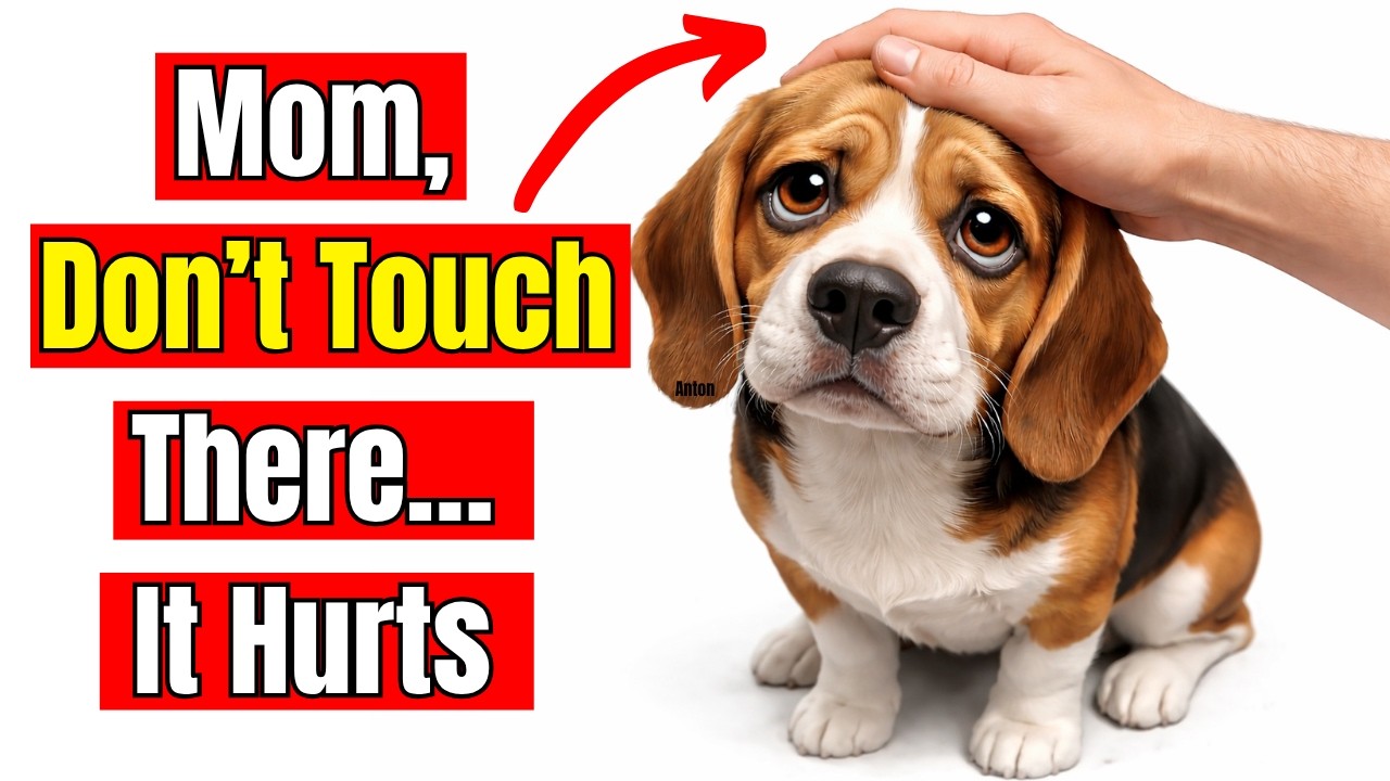 8 Touches That Feel Like ABUSE to Your Dog &mdash; Every Owner Does #3