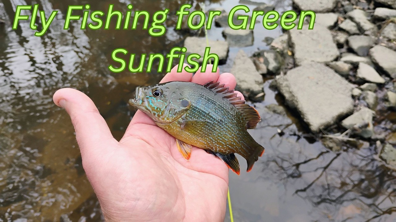 Fly Fishing for the Green Sunfish