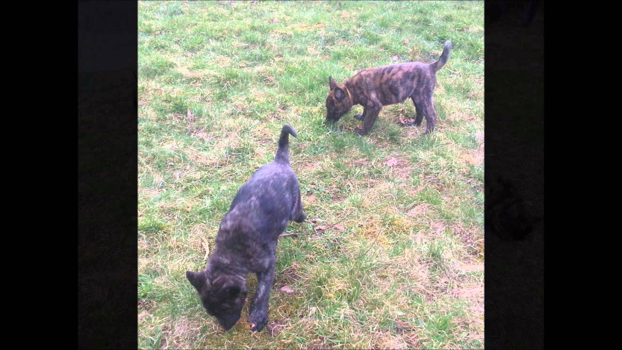 PASSION & BONHEUR DU BERGER HOLLANDAIS CHIOTS LOF