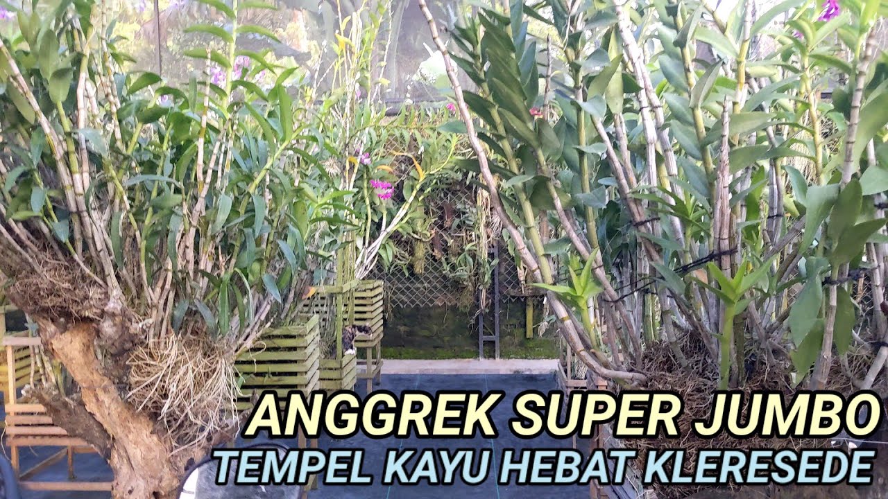 Anggrek Jumbo Tempel di Kayu Super Hebat, Kayu Kleresede