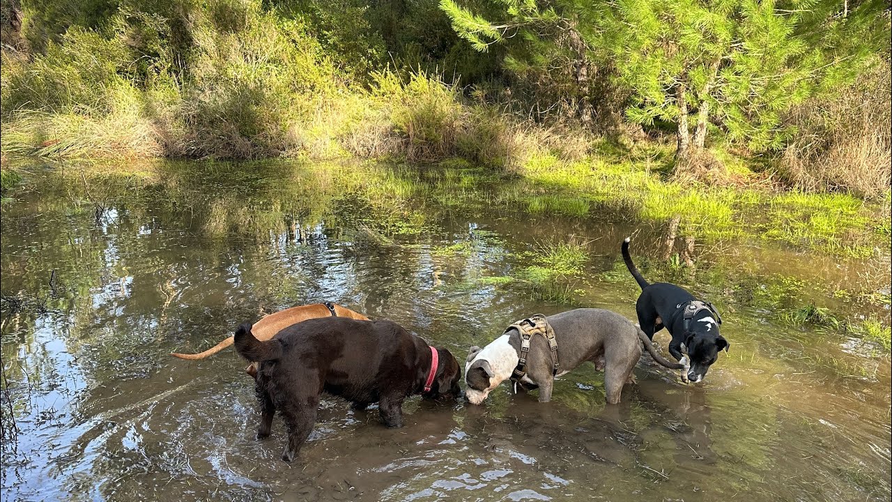 4K Real Dog Mental Stimulation Walk | Lake Moments & Nature Footage from Kic&atilde;o Dog Care (Uncut)