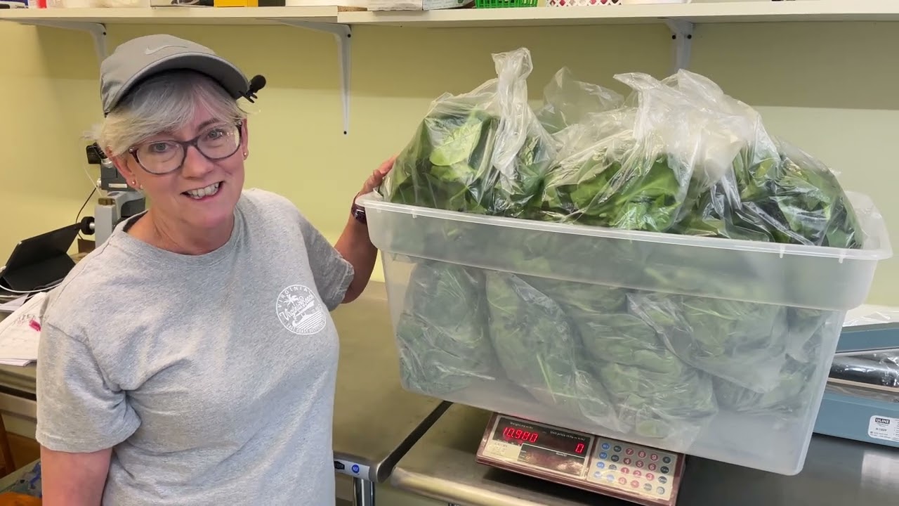 Workday in the Hydroponic Greenhouse