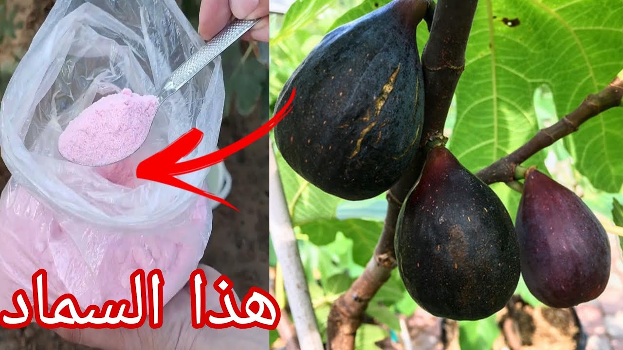 اقوى سماد لتسريع نمو شجرة التين خلال شهر واحد فقط ضعه في هذا الوقت
