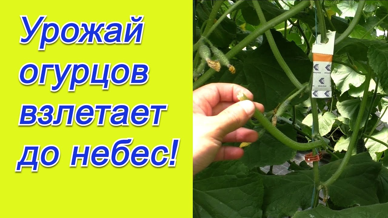 Формировка огурцов- реально полезное видео с 