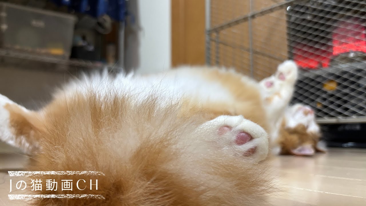 へそ天・癒しの猫ふくちゃん｜猫パンチが高速のおはぎ｜野良猫とのふれあい　The cat punch is amazing