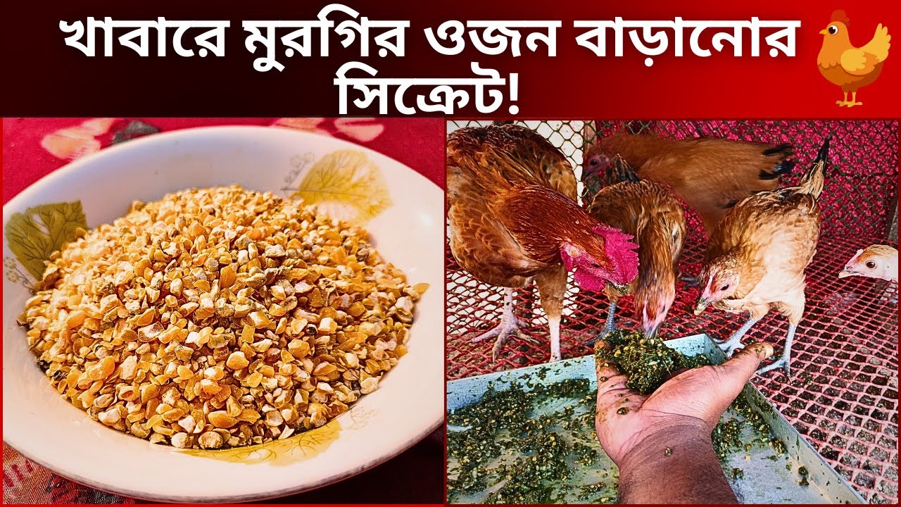 খাবারে মুরগির ওজন বাড়ানোর সিক্রেট!