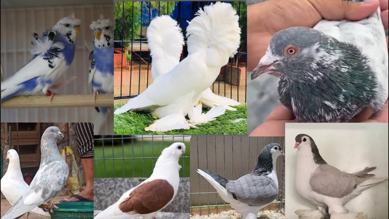 All fancy pigeon and udaan highflying pigeon at RS PIGEON HOME VASAI ROAD WEST 9049402717