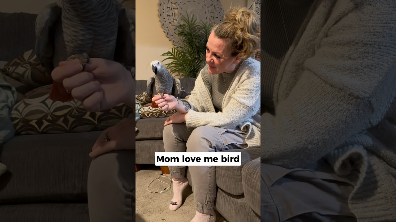 Finally 🙌 my most wholesome moment from Giz 🥰 #talkingparrot #africangrey