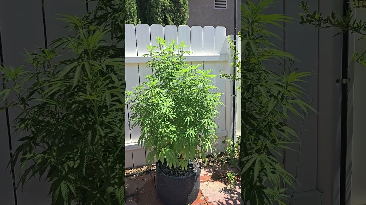 MOTHER PUCKER X GELATTO #33 (F1) NON feminized seed - This will be some amazing herb #dank#buds