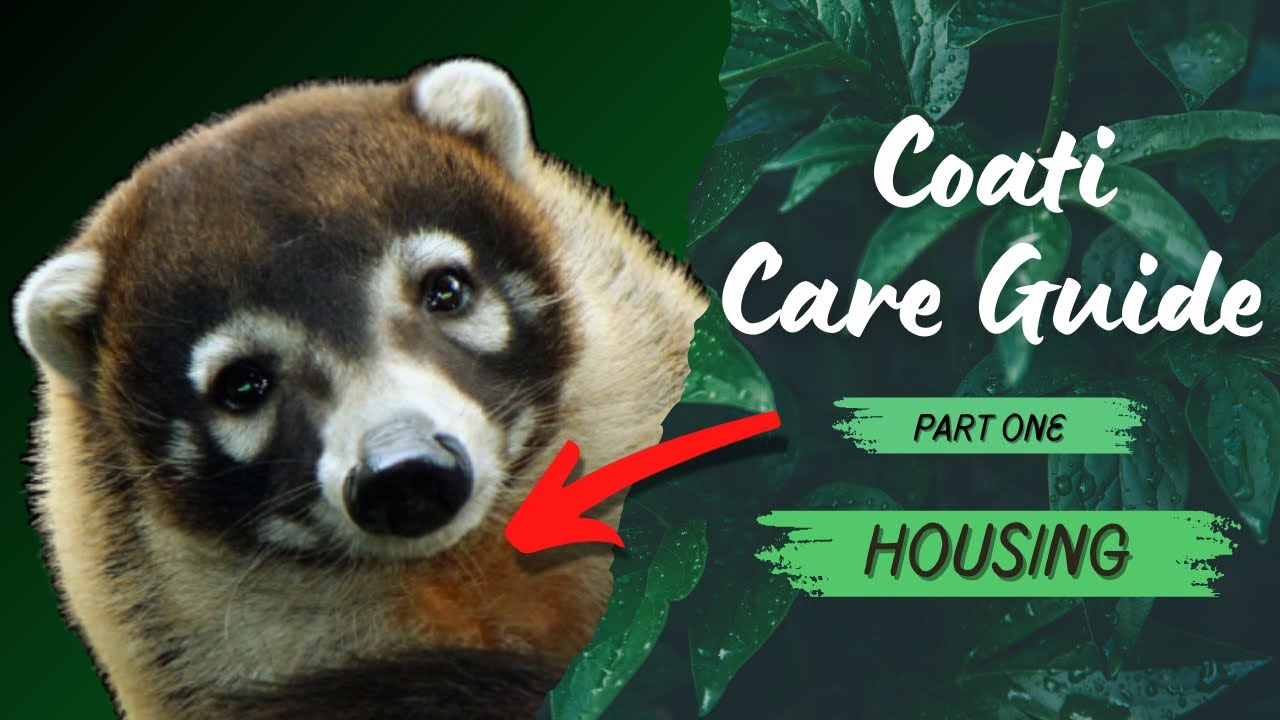 PET COATIMUNDI Care Guide - Housing & Enrichment