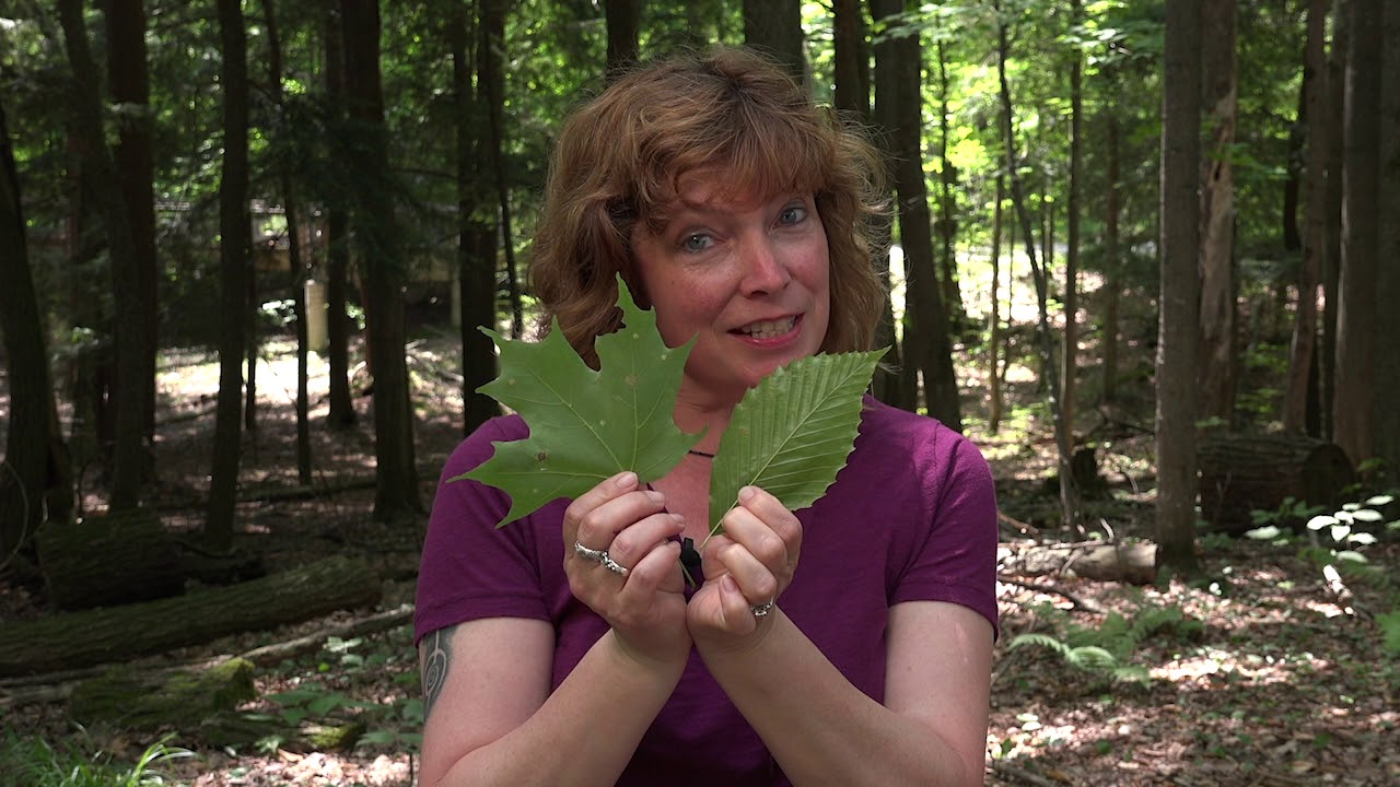 How to Identify Trees - Part 2!