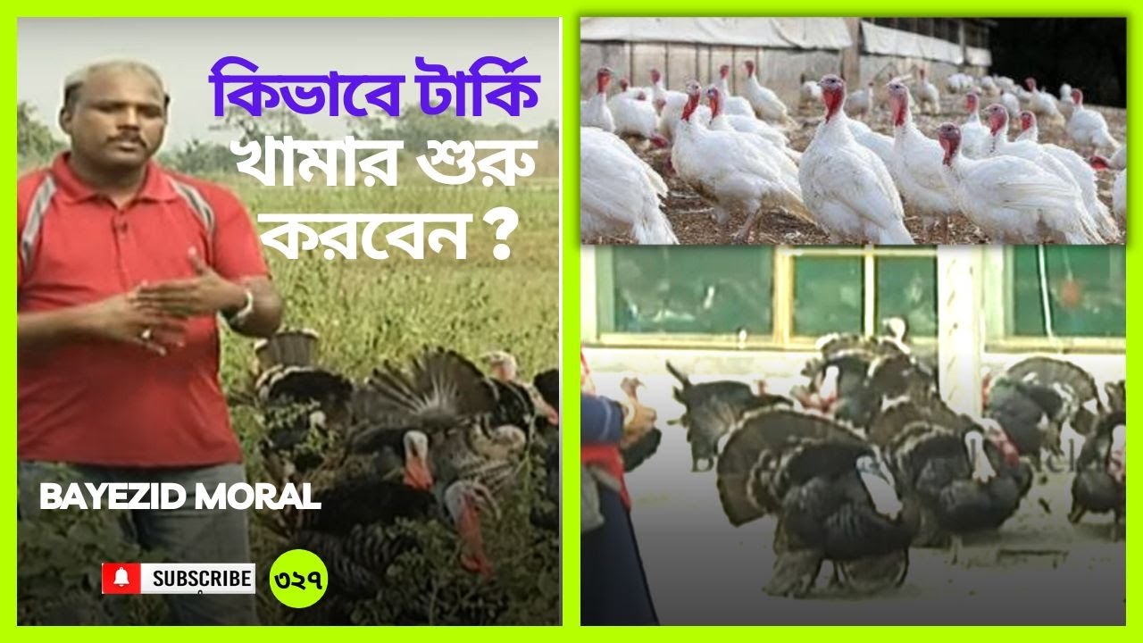 প্রবাসী বেকার নতুন ও পুরাতন টার্কি খামারীদের জন্য ড. বায়েজিদের পরামর্শ | Counsel for turkey farmers