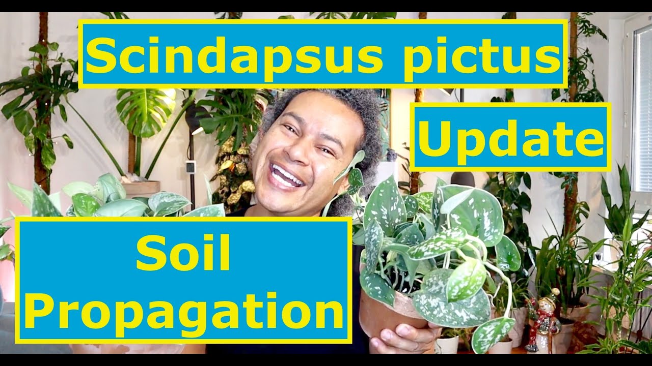 Update & Soil Propagation - Scindapsus pictus 'Exotica', 'Argyraeus' & 'Silvery Anne' (Pothos)