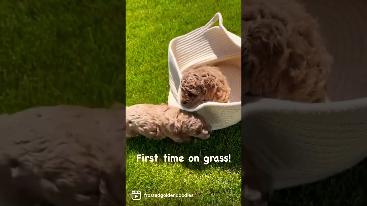 Puppy Exploring: First time on grass.