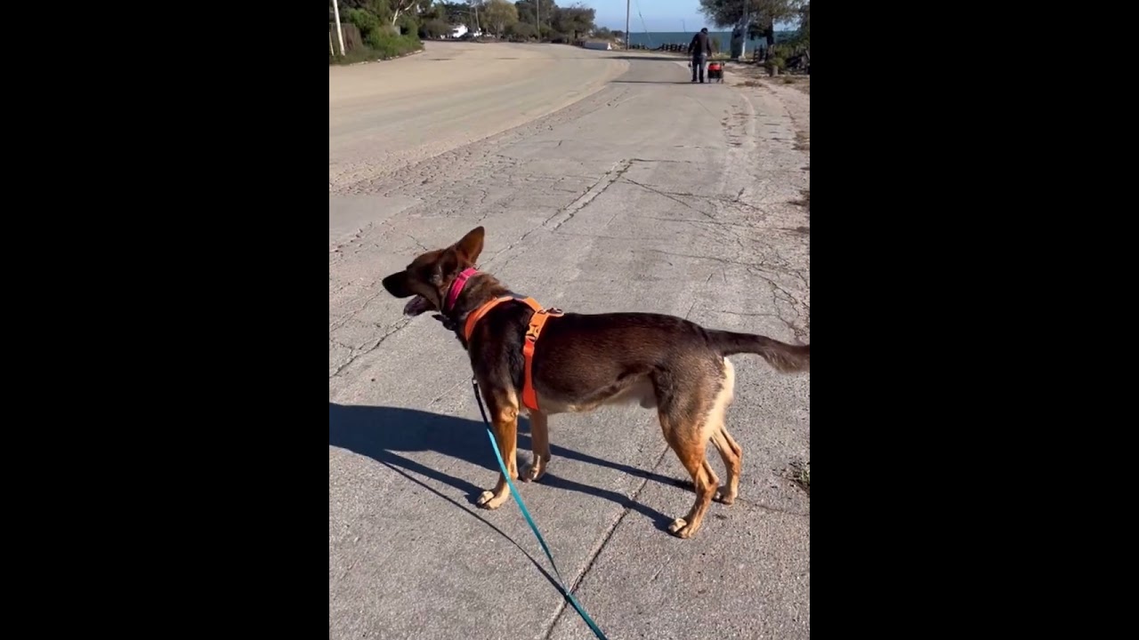 Supporting a sensitive dog who can avoid people, dogs, and signs with social support
