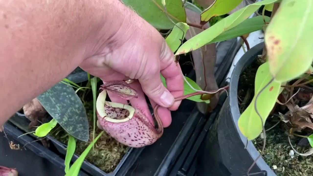 Fall Greenhouse Carnivorous Plant Tour: Nepenthes, Pinguicula, Drosera, Cephalotus and more!