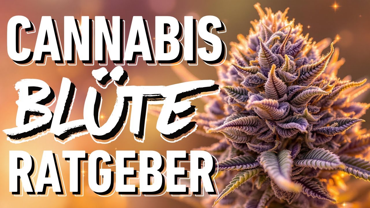 🪴 Bl&uuml;ht mein Cannabis❓ Alles zur Bl&uuml;tephase von Ott &ndash; Woche f&uuml;r Woche 🌿📅