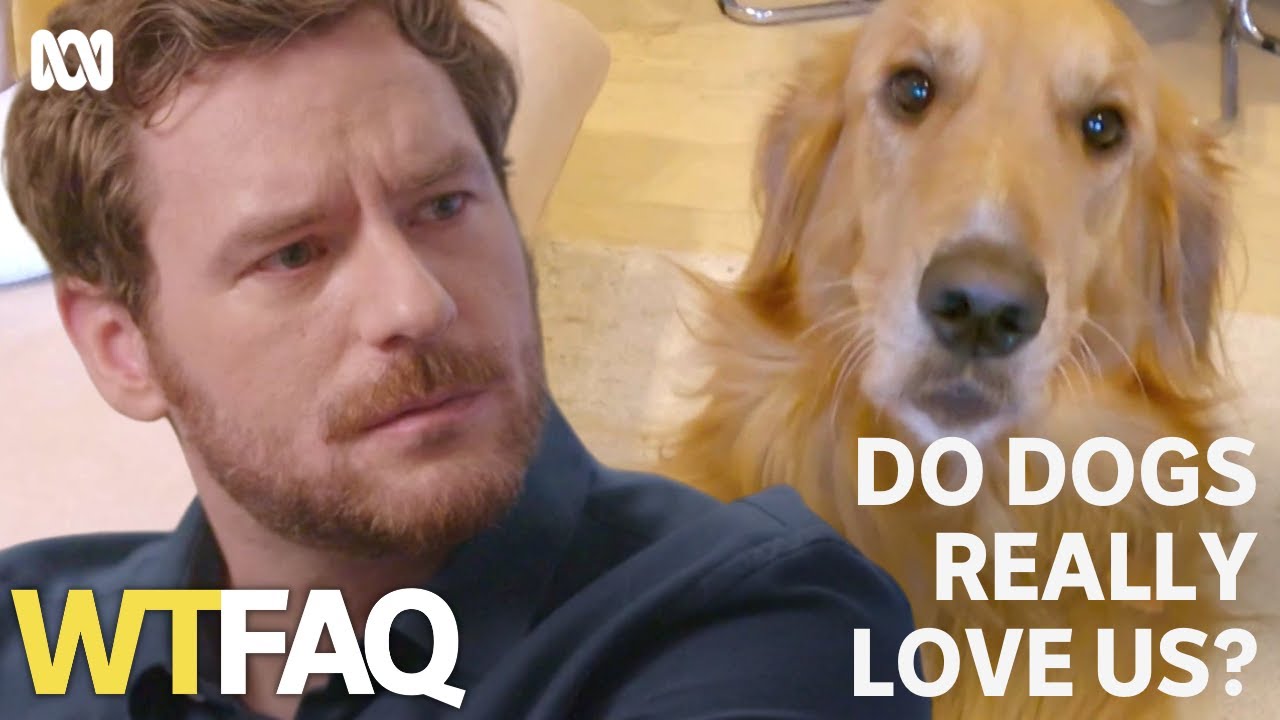 Do dogs really love their owners? | WTFAQ | ABC TV + iview