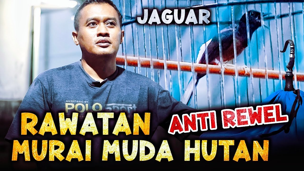 Rawatan Murai Muda Hutan 🤓 Murai Jaguar - Spesial Bursa The Sultan 2/2