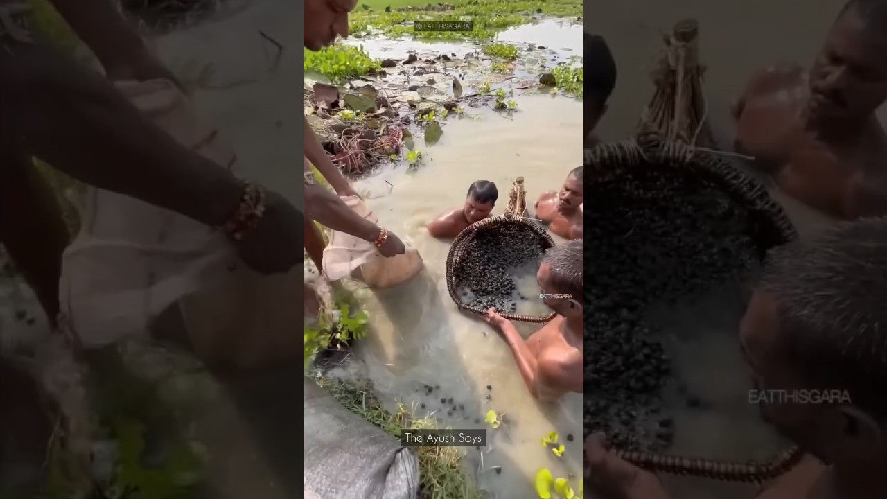 How to make Makhana?🤯 Foxnut making #shorts #viral
