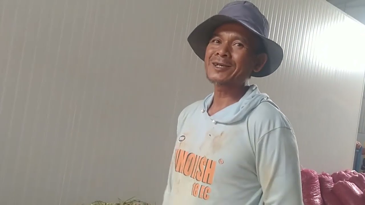 Kampung pertanian penghasil bawah merah di Cimaung kabupaten bandung 