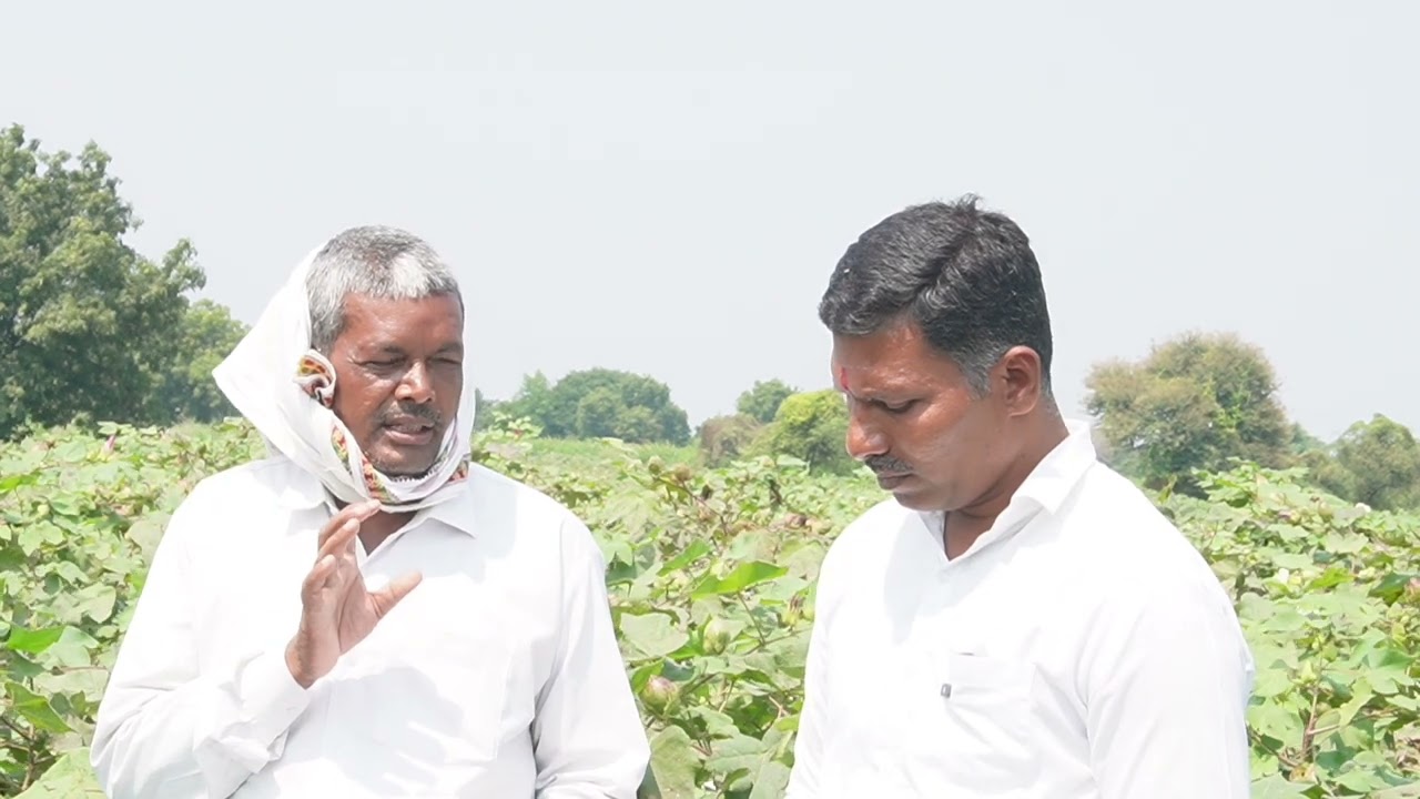 14 एकर कापूस शेतीत आतापर्यंत मजूर लागले नाही मशागत केली नाही बघा SRT कापूस शेती 