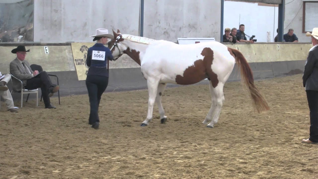 NK 2013 DPHC Showmanship At Halter