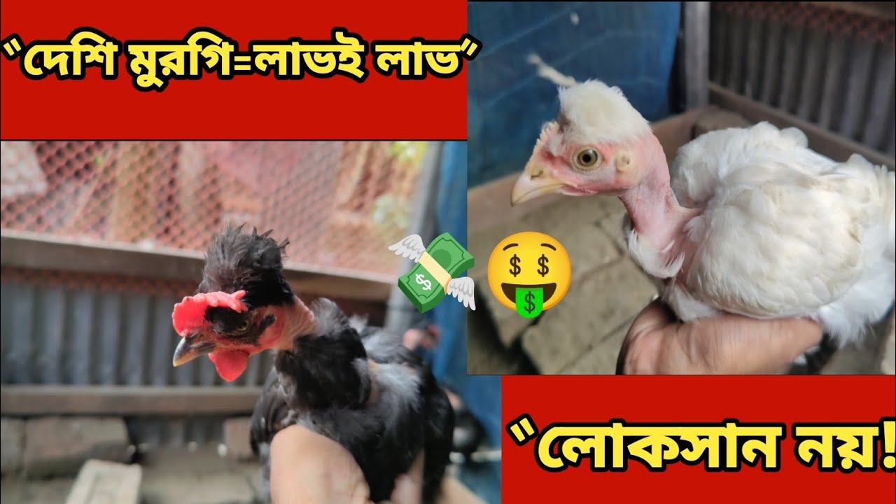 “দেশি মুরগি পালন: লোকসান নয়, লাভ করার সঠিক উপায়”