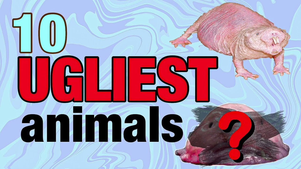UGLIEST ANIMALS In The World Top 10 | Besteline