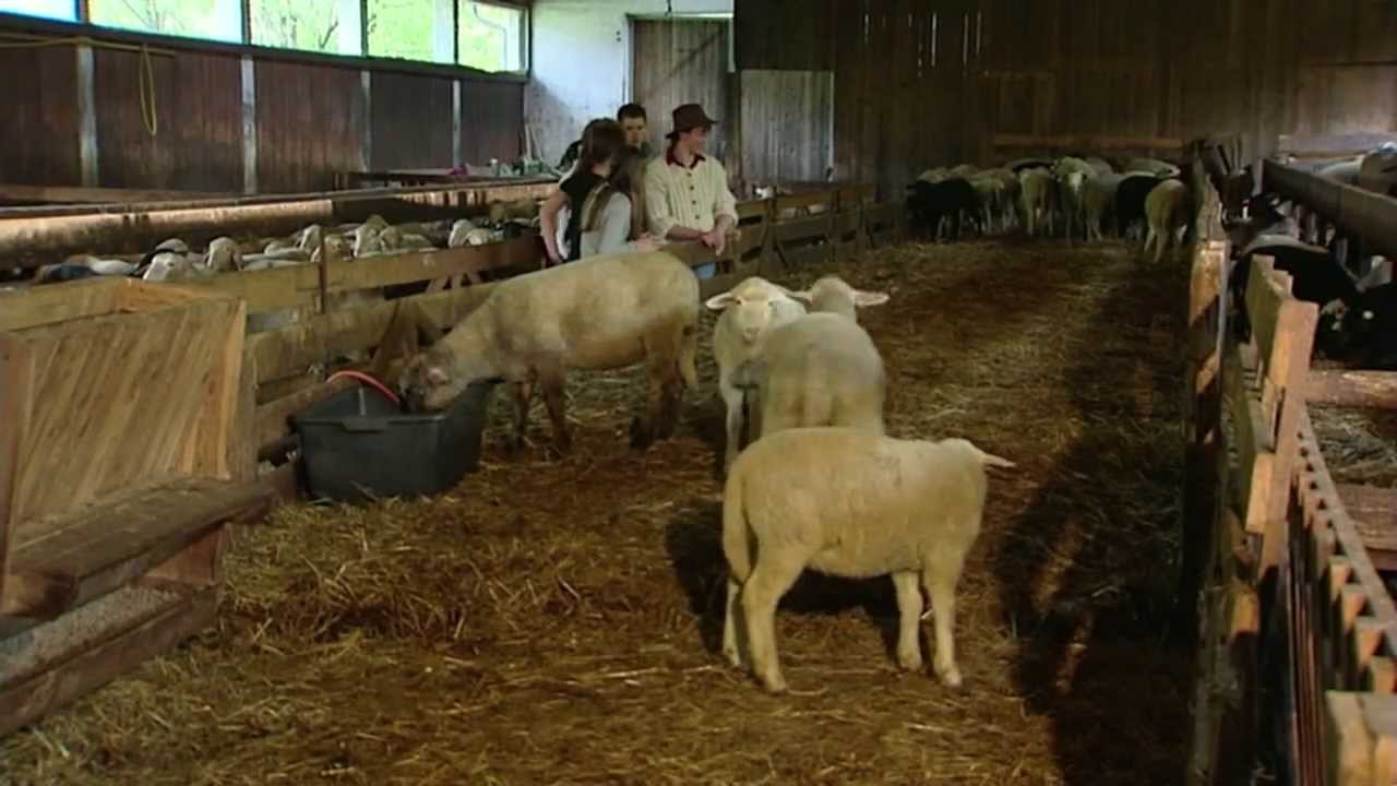 Schafhaltung mit Zukunft / ORF - Land und Leute, vom 16.05.2009