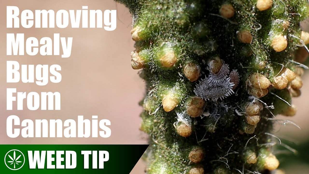 How to Get Rid of Mealybugs