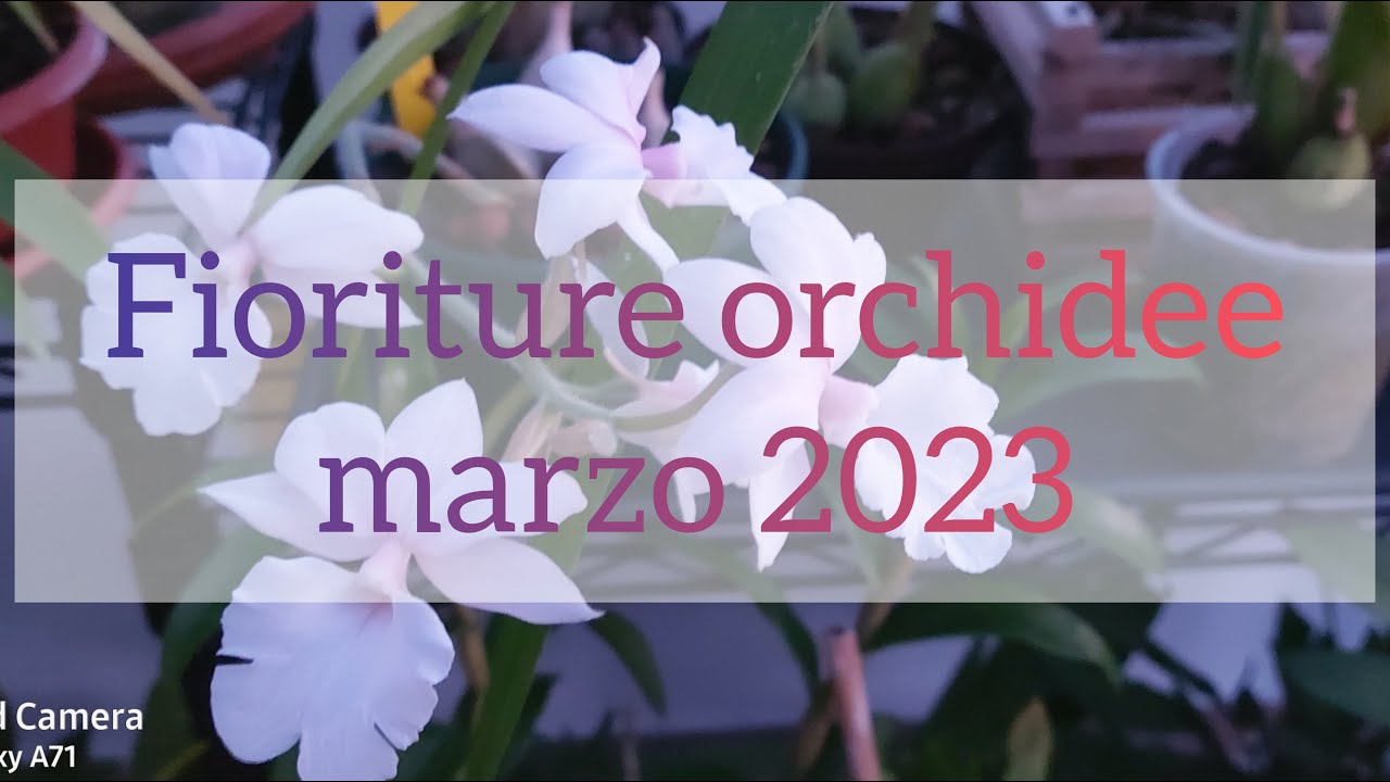 fioriture orchidee marzo 2023