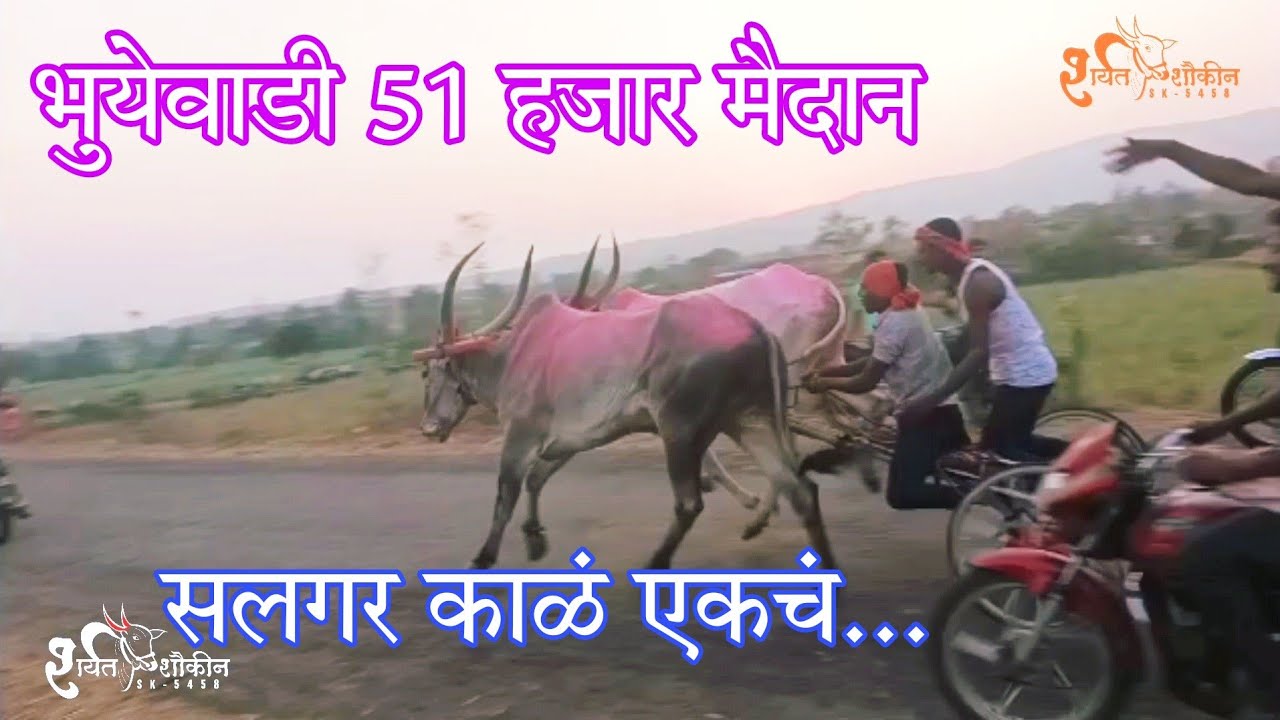 💥भुयेवाडी 51 हजार मैदान🥇सलगर काळं सुट्टी एकचं... Bhuyewadi 51 hajar maidan #sharyat