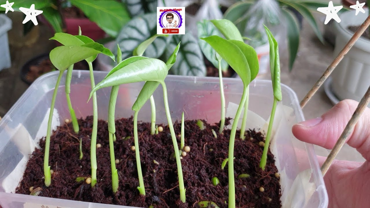 GROWING RARE VARIEGATED MONSTERA DELICIOSA FROM SEEDS - PART2 | MrGibbs Vlogs