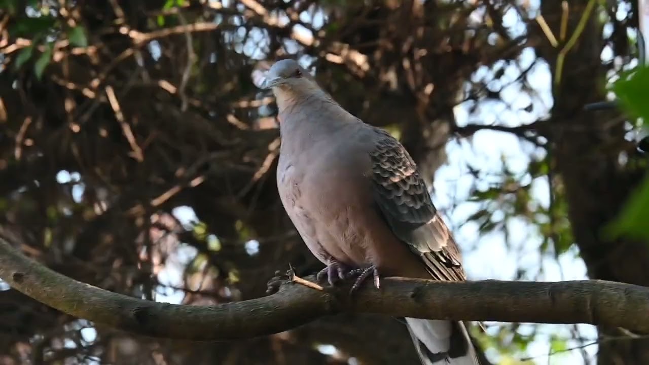 さても塒に戻るとするかほーほー