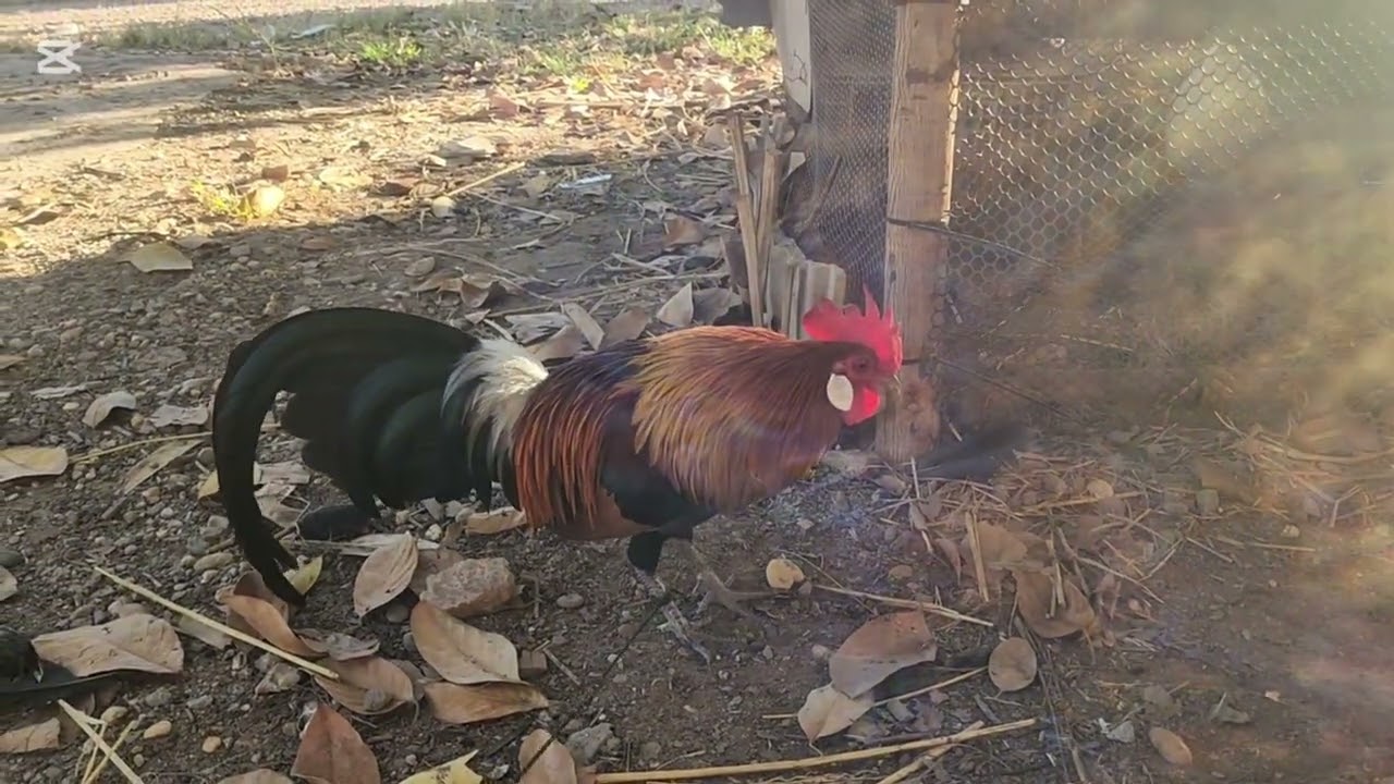 ✅️Ep:2 Kv tu qaib f2 khav heev nb cov phooj ywg npaj xyoov no yuav pom qaib qus duas xwb2 🐓🐓🇱🇦