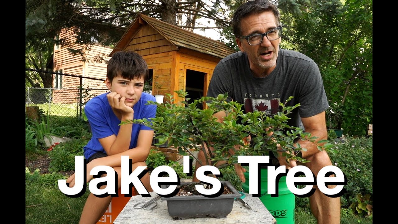 Jake's Tree (Cotoneaster):  Dave's Bonsai E336