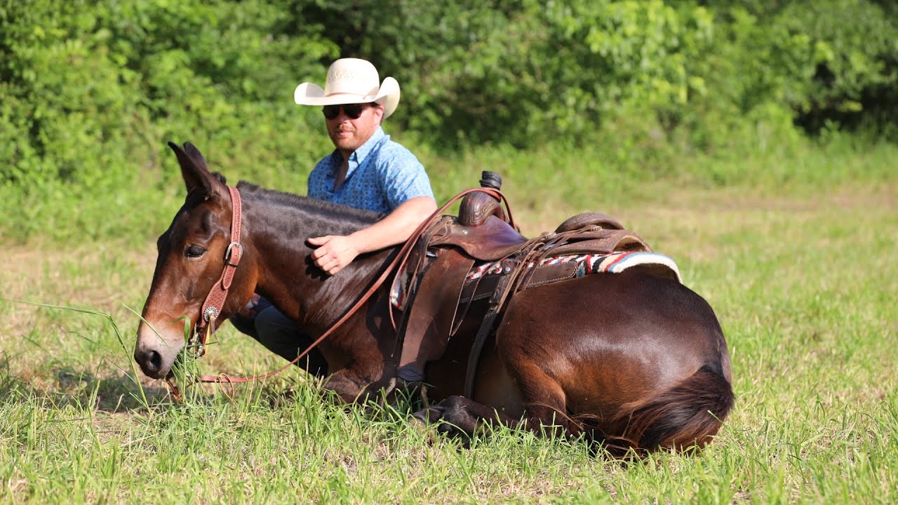 ELVIS- 5yr old Trail Mule. Selling On Platinum Equine Auction.