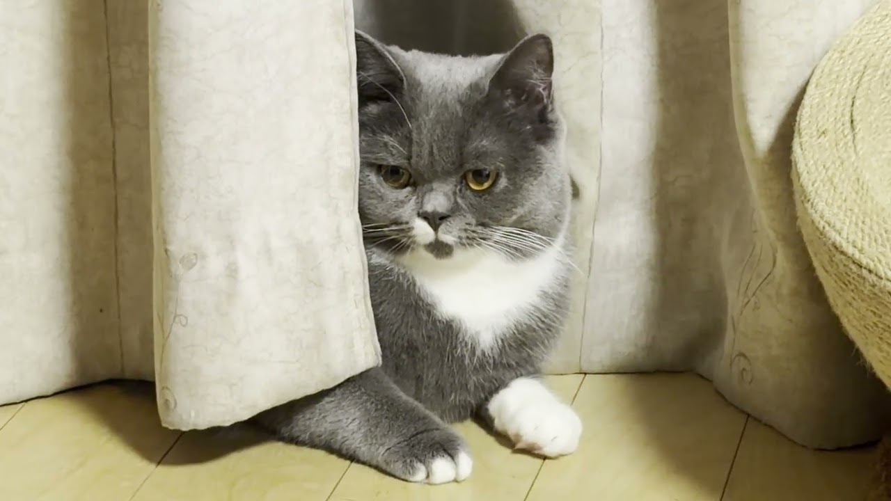 眠り姫つみれちゃん！