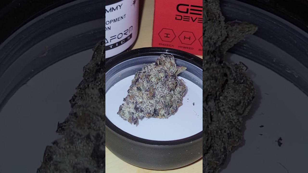 Black Gummy ( Runtz x Red Pop) by TerraForm Genetics.