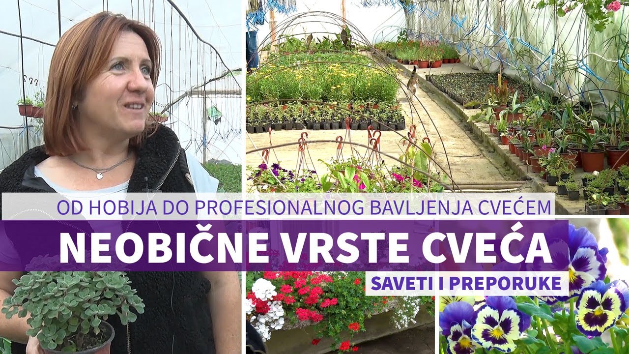 Rasadnik Cveća Ružica - od hobija do profesionalnog bavljenja cvećem