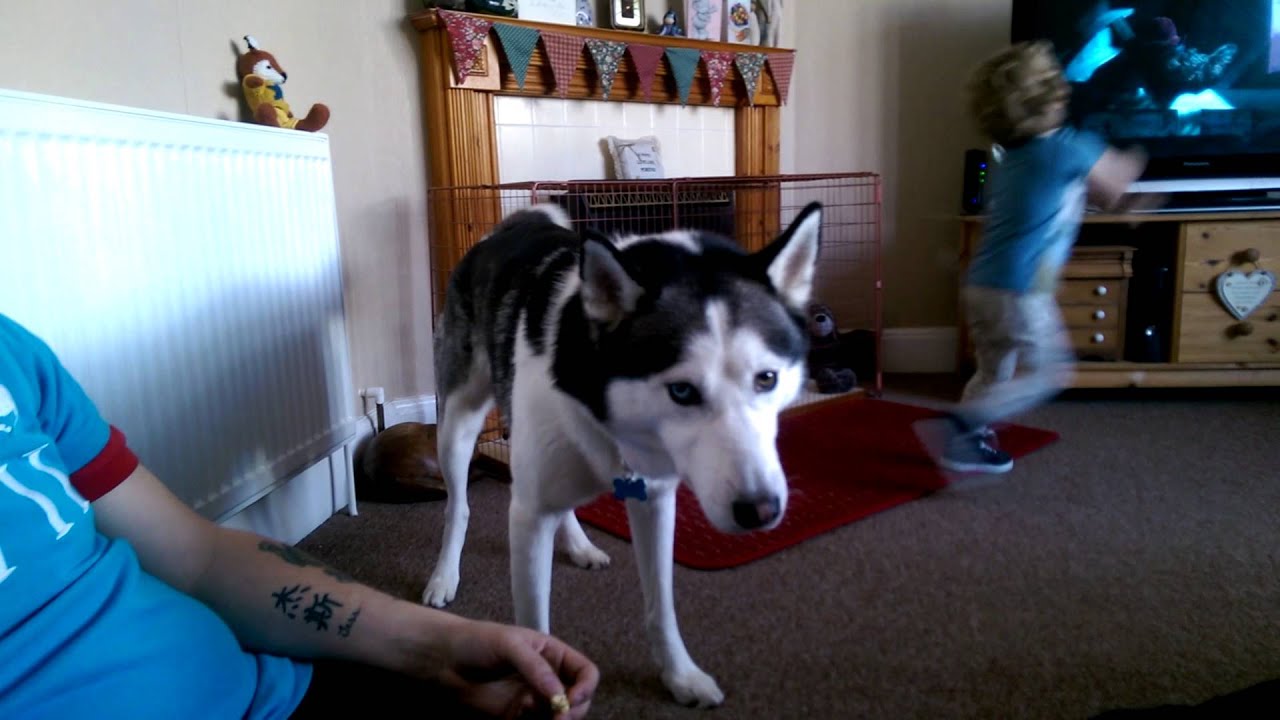 Husky and toddler