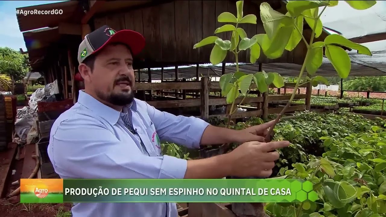 Pequi Gigante Sem Espinhos: inovação no Cerrado | Agro Record Goiás