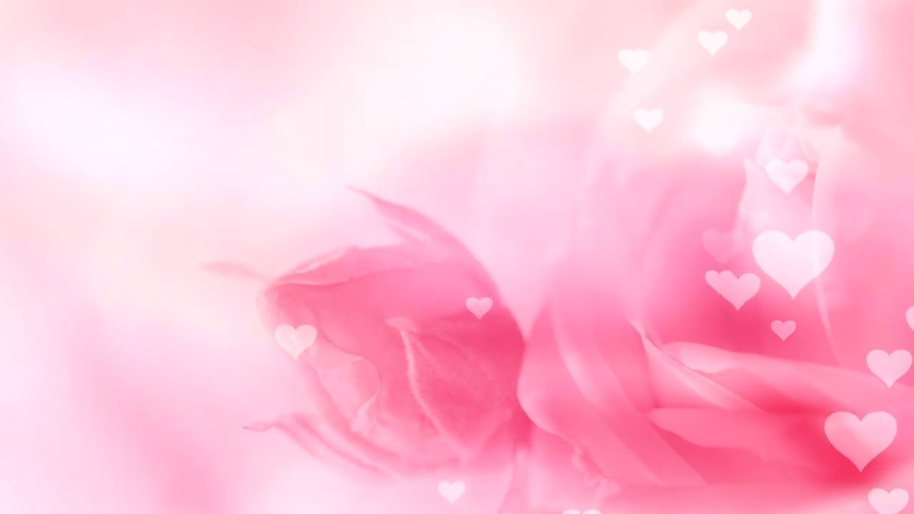 Soft Pink Rose Flower With Floating Hearts Free Background Clip | Various Background Clips
