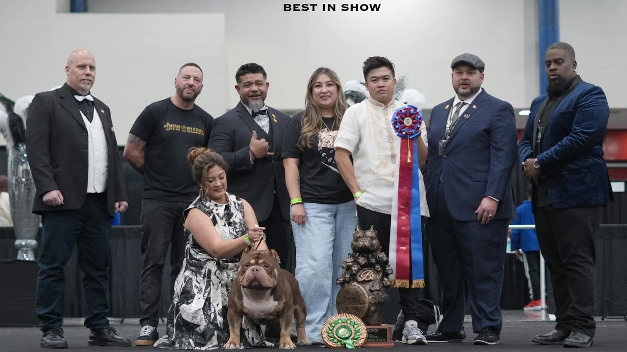 ABKC NATIONALS 2024 HOUSTON, TX | DOG SHOW #ABKC #AMERICANBULLY #DOGSHOW