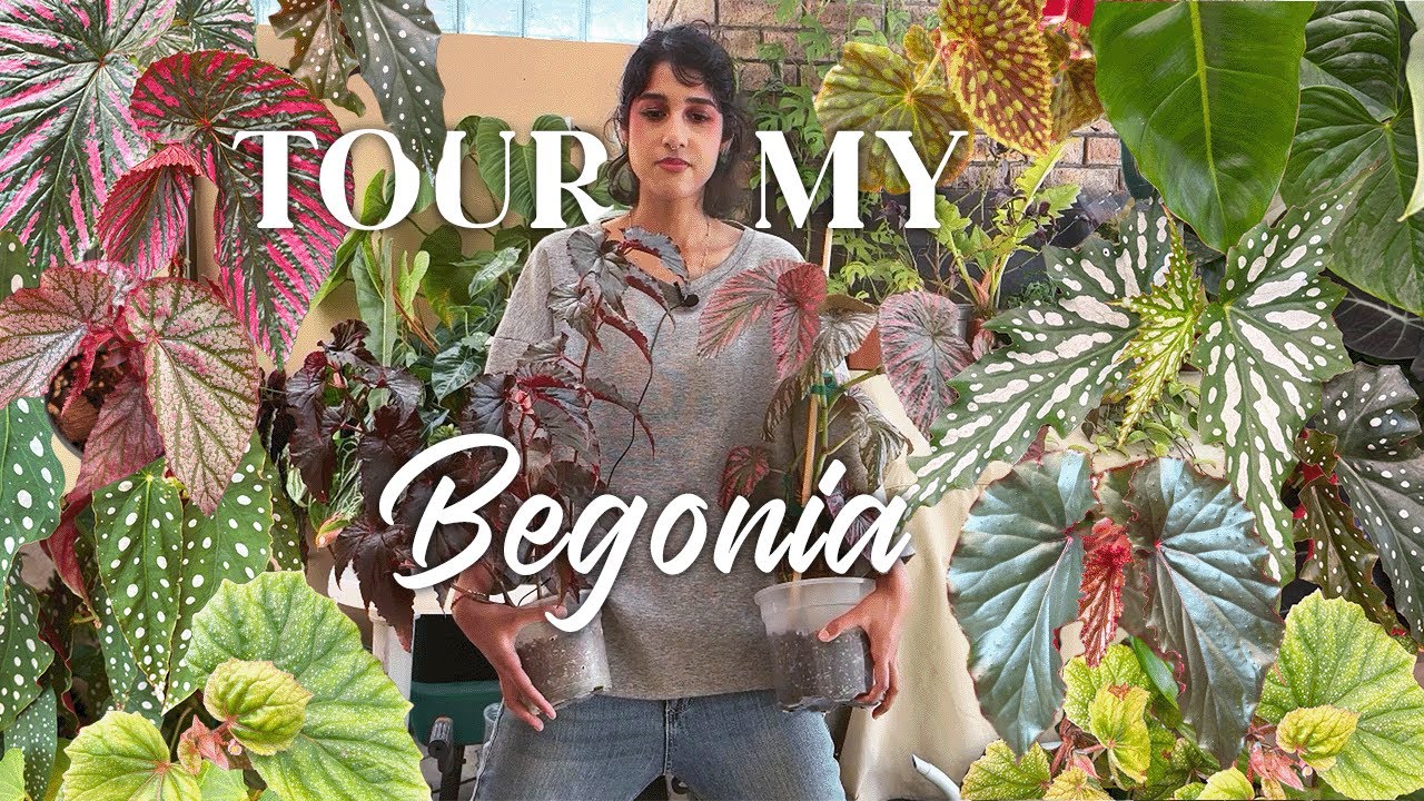 My Begonia Collection | Mini Plant Tour🌿