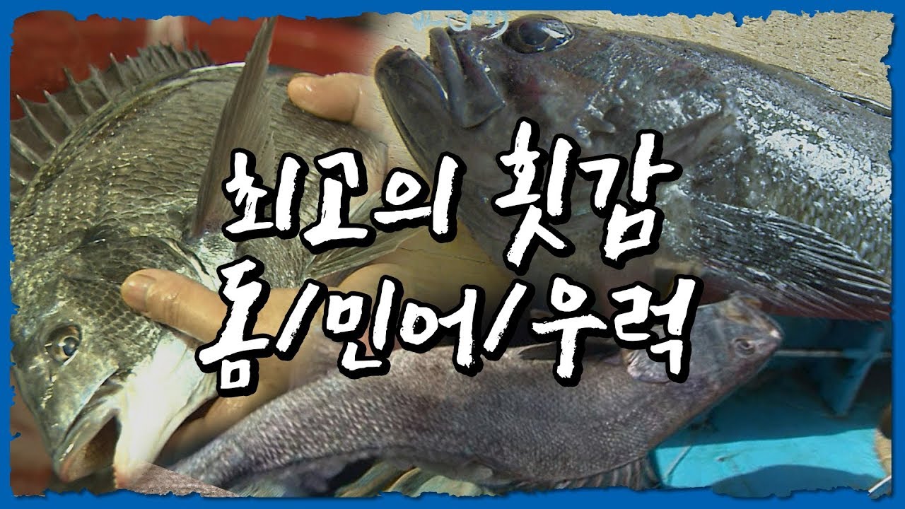 계절별 최고의 횟감 특집2 -돔, 민어, 우럭 #생선회 [어영차바다야 다시보기]