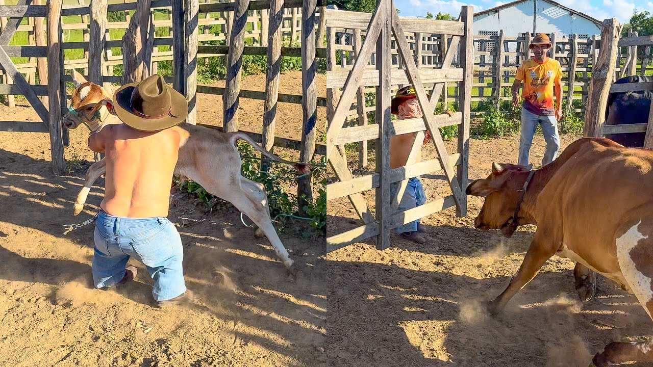 PILILIU MEXEU NO BEZERRO DA VACA BRAVA E SE DEU MAL | PILILIU DA RESENHA