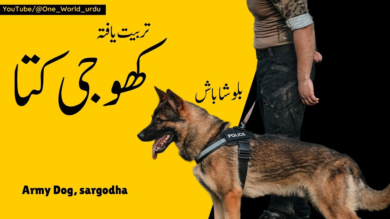 Dog🐶 kese khooj lagate hen? Specialist khooji Dog